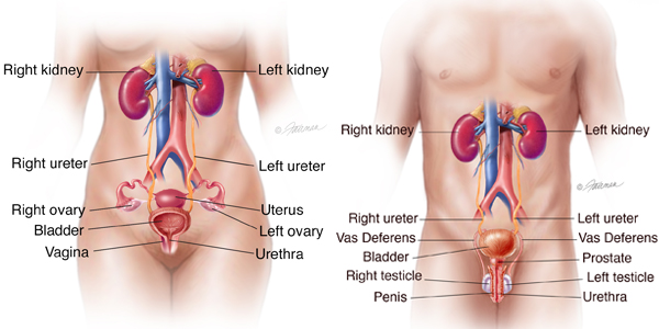 Dr. Naval Parikh: Bladder and Urinary Tract Infections Guide & Treatment