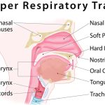 Upper Respiratory Infection Causes, Symptoms, Treatment